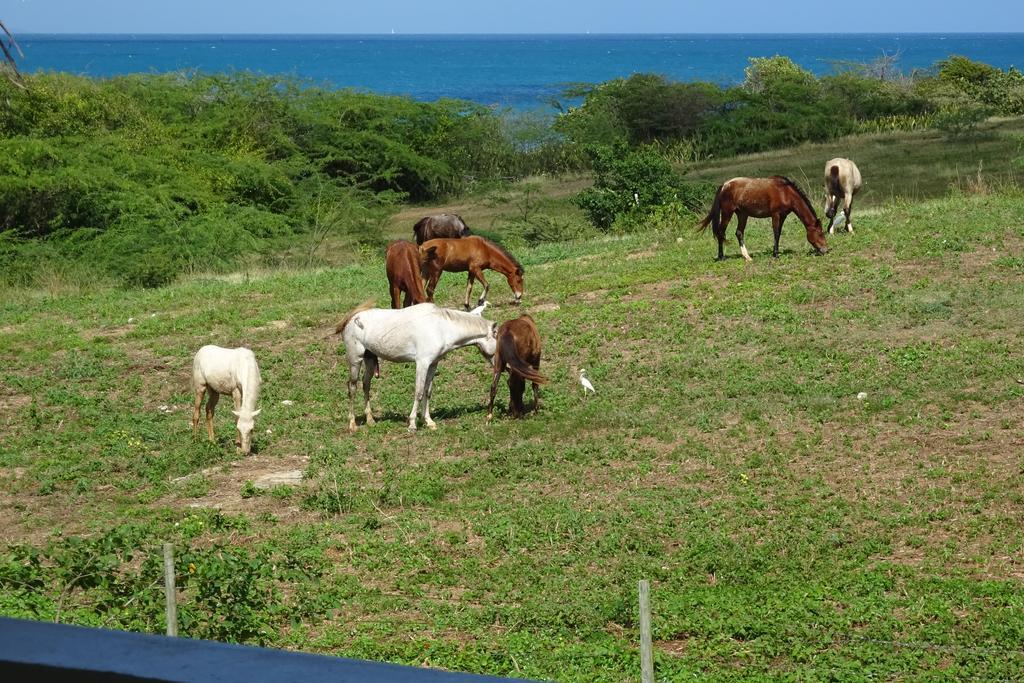 Tranquility By The Sea Vieques Quarto foto