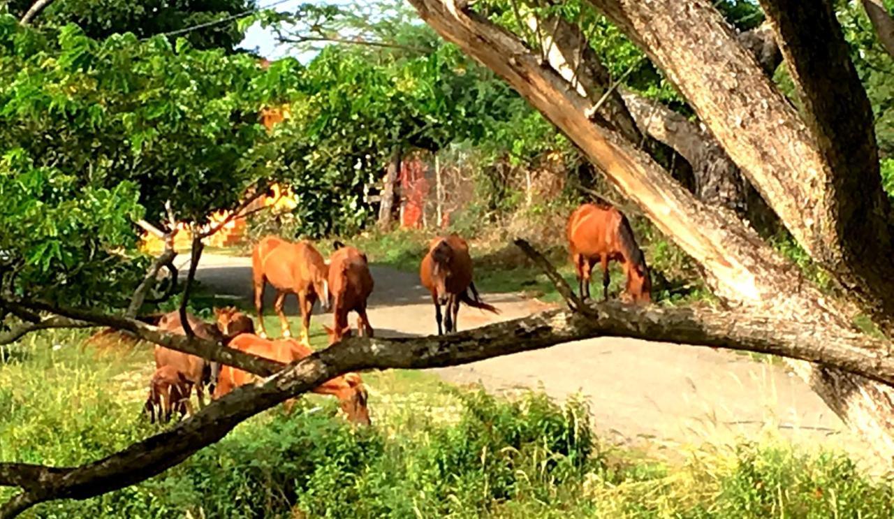 Tranquility By The Sea Vieques Exterior foto